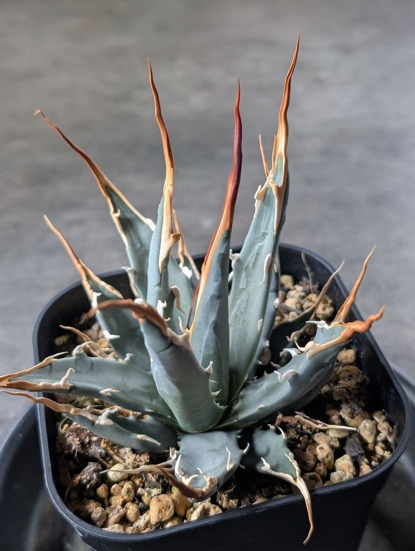 アガベ　エボリスピナ　実生　b3　鉢ごと