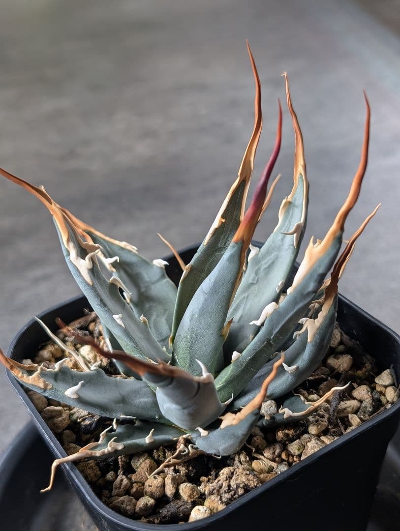 アガベ　エボリスピナ　実生　b3　鉢ごと