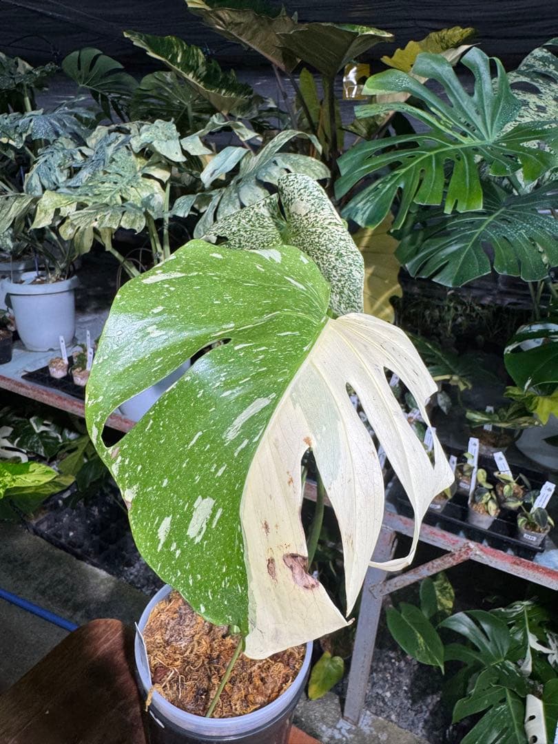 ラ*ん様 モンステラ　タイコンステレーション　スターライト転倒により葉折れあり｜