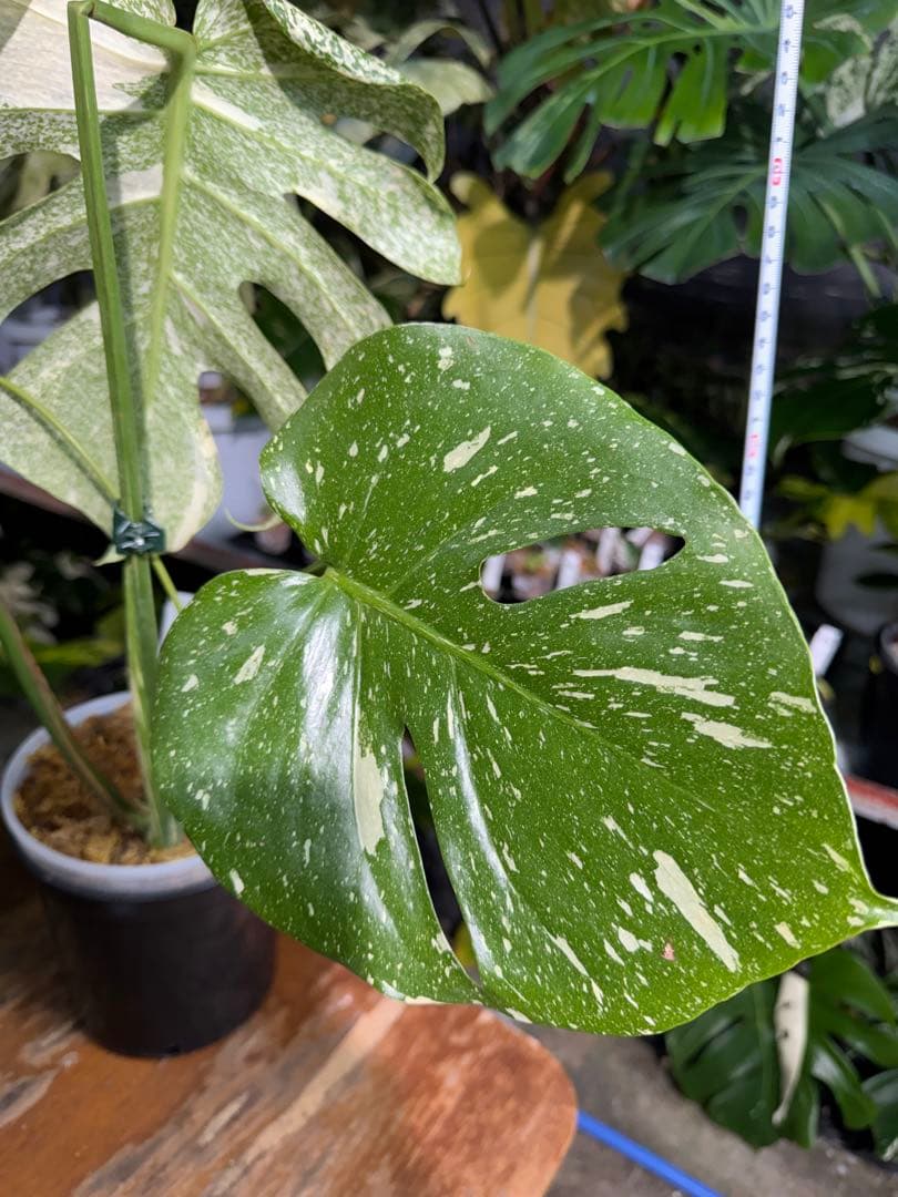 ラ*ん様 モンステラ　タイコンステレーション　スターライト転倒により葉折れあり｜