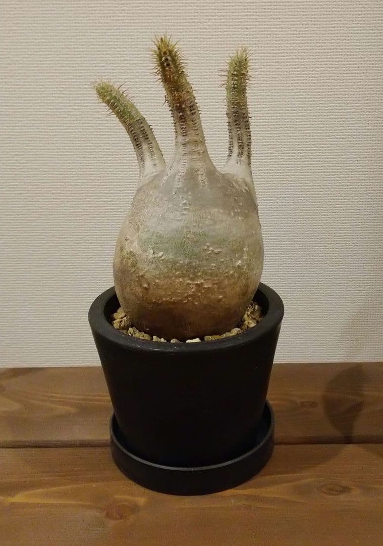 現地球 発根済み グラキリス 丸々美株 カクタスグリーン購入株 3本細角