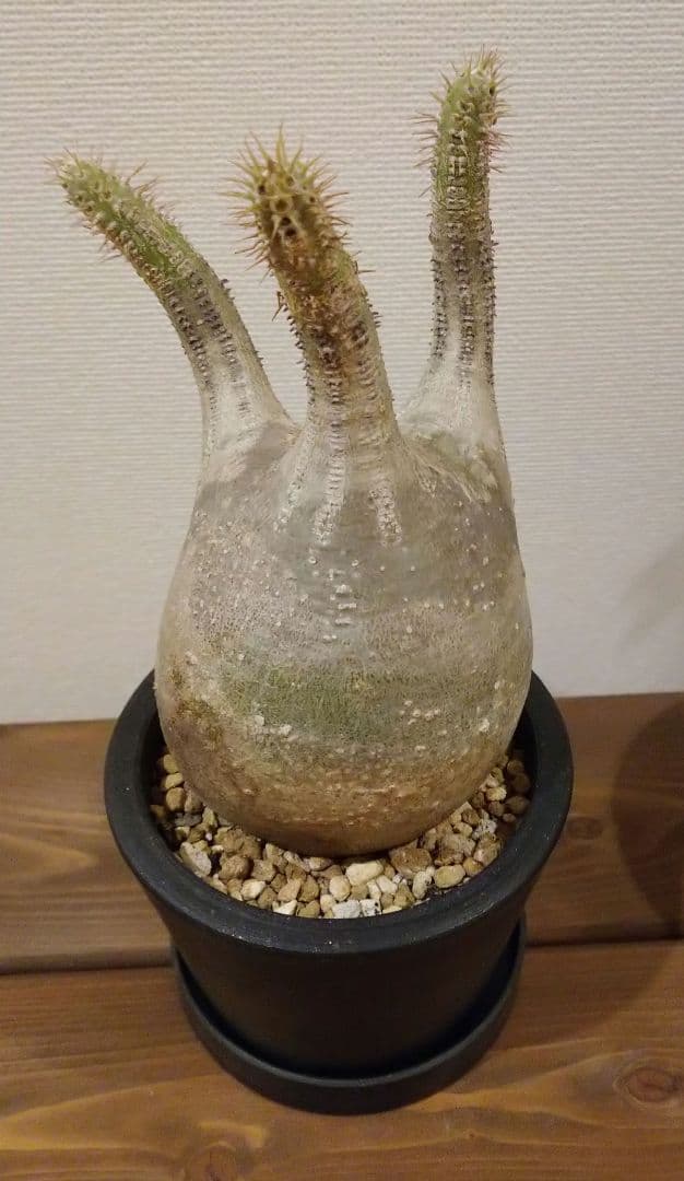 現地球 発根済み グラキリス 丸々美株 カクタスグリーン購入株 3本細角