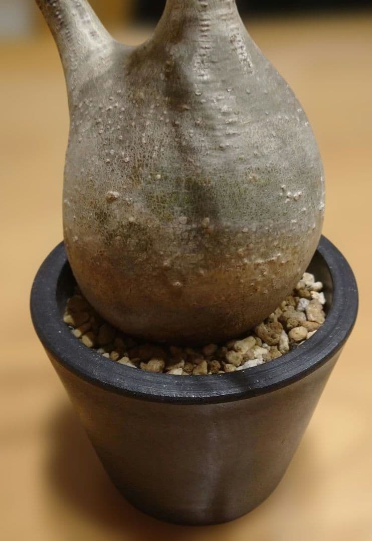 現地球 発根済み グラキリス 丸々美株 カクタスグリーン購入株 3本細角