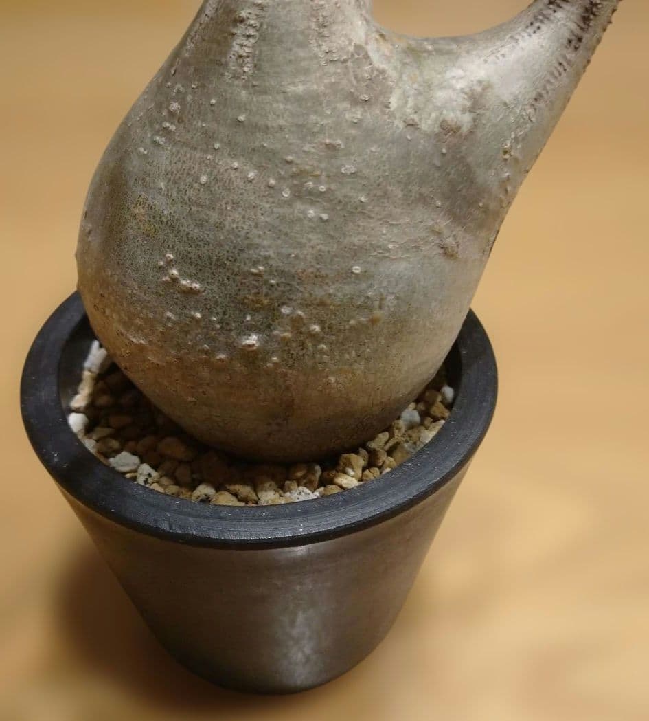 現地球 発根済み グラキリス 丸々美株 カクタスグリーン購入株 3本細角