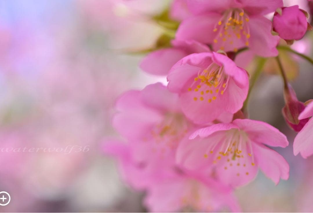 春の花撮影に最適！Nikon AF-S DX micro 40mm f/2.8G