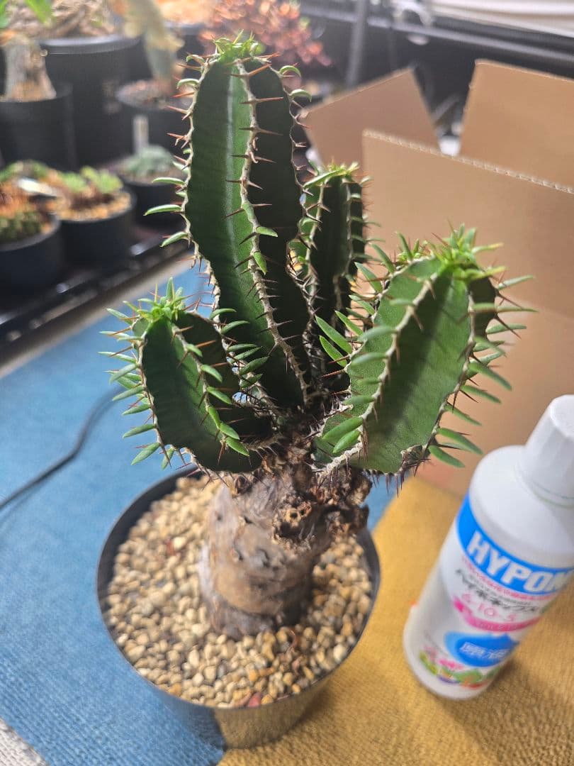 ユーフォルビア ムランジーナ 現地球 発根済