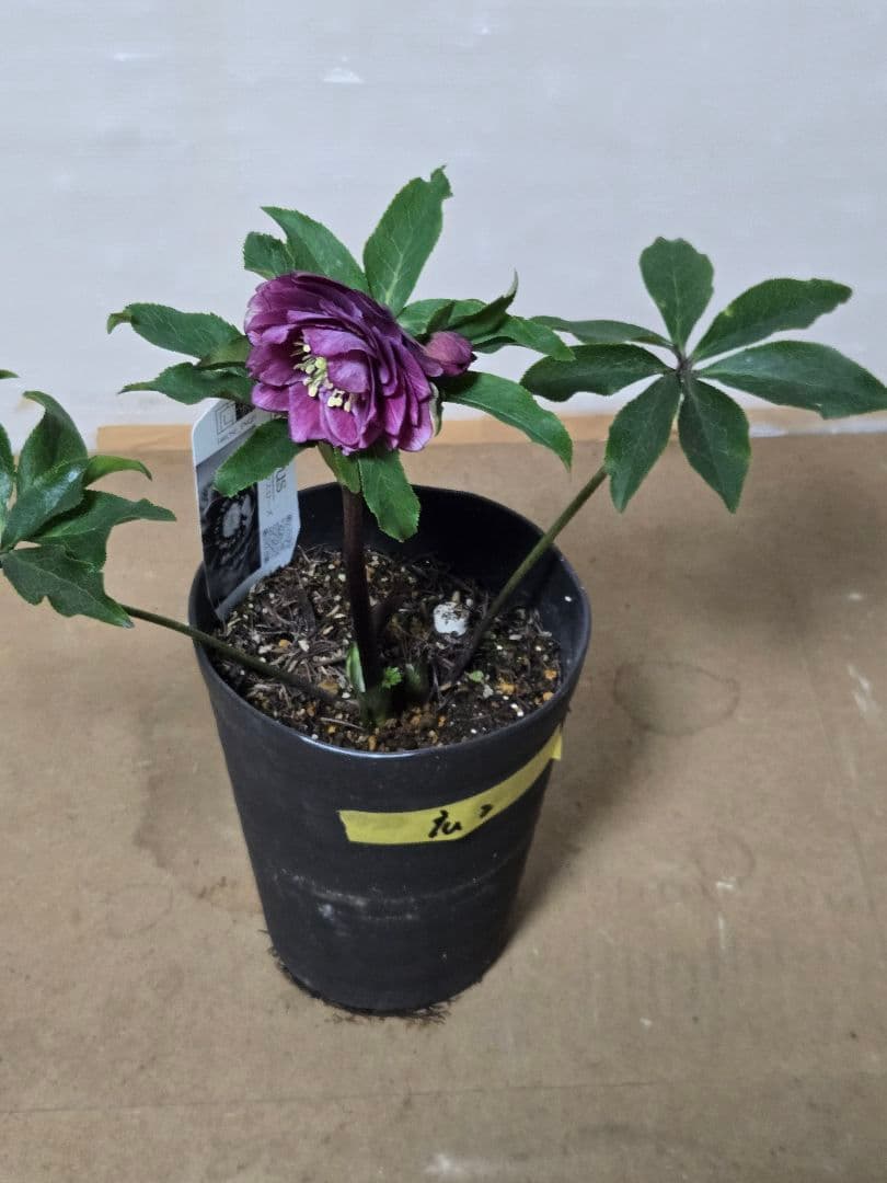 ☆広瀬園芸☆クリスマスローズ☆5号鉢☆