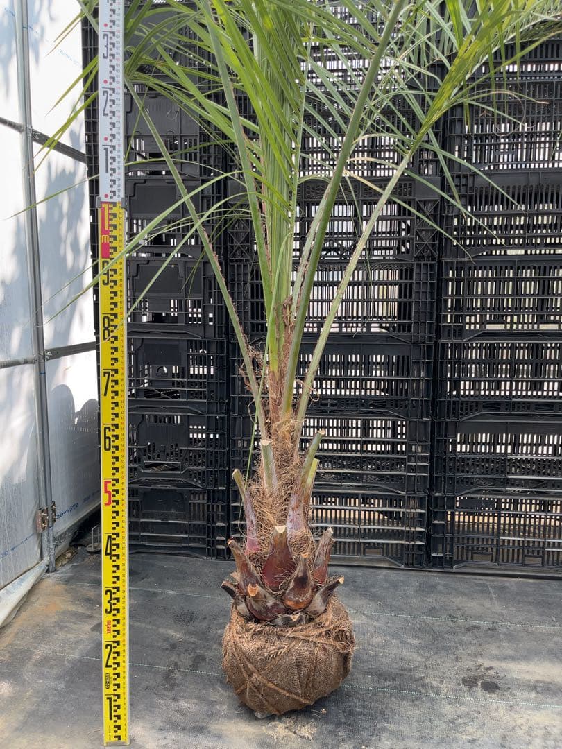 ココスヤシ シルバーリーフ　幹太　ドライガーデン