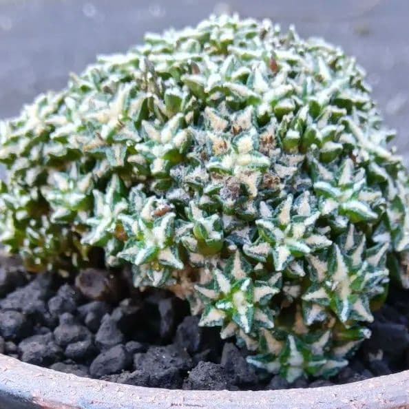 【群生美球】姫牡丹　アリオカルプス　国内繁殖苗　鉢ごと発送（黒牡丹モンスト帝冠）