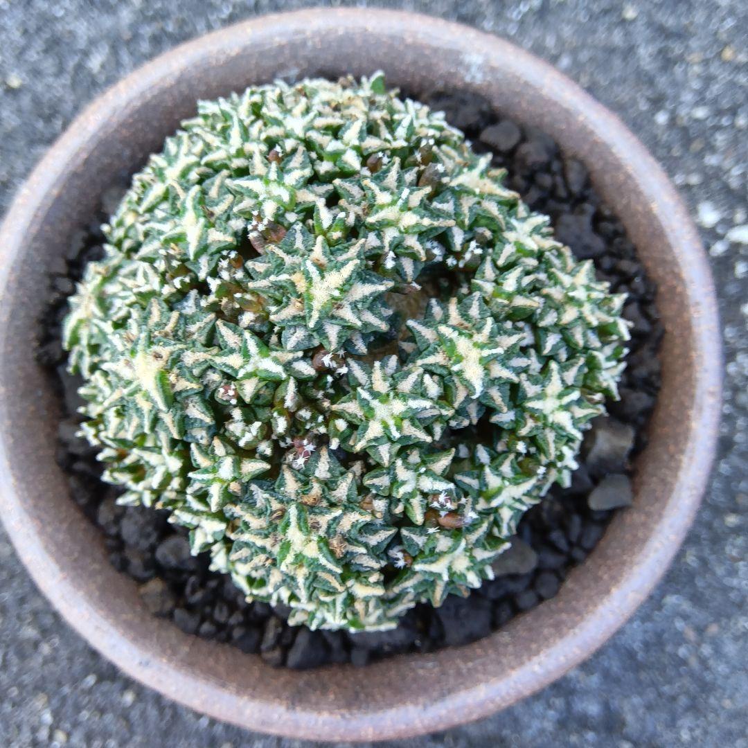 【群生美球】姫牡丹　アリオカルプス　国内繁殖苗　鉢ごと発送（黒牡丹モンスト帝冠）