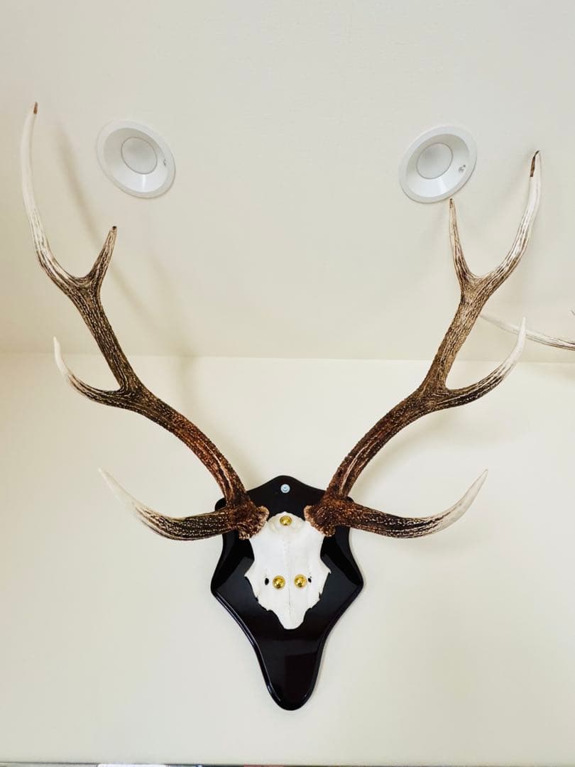 鹿の角立派な北海道蝦夷鹿の角の標本