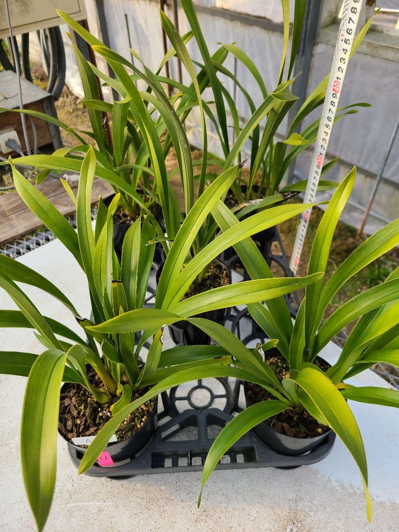 ミスマフェット。花芽合計11個。5鉢セット。蜜蜂誘引蘭。日本蜜蜂