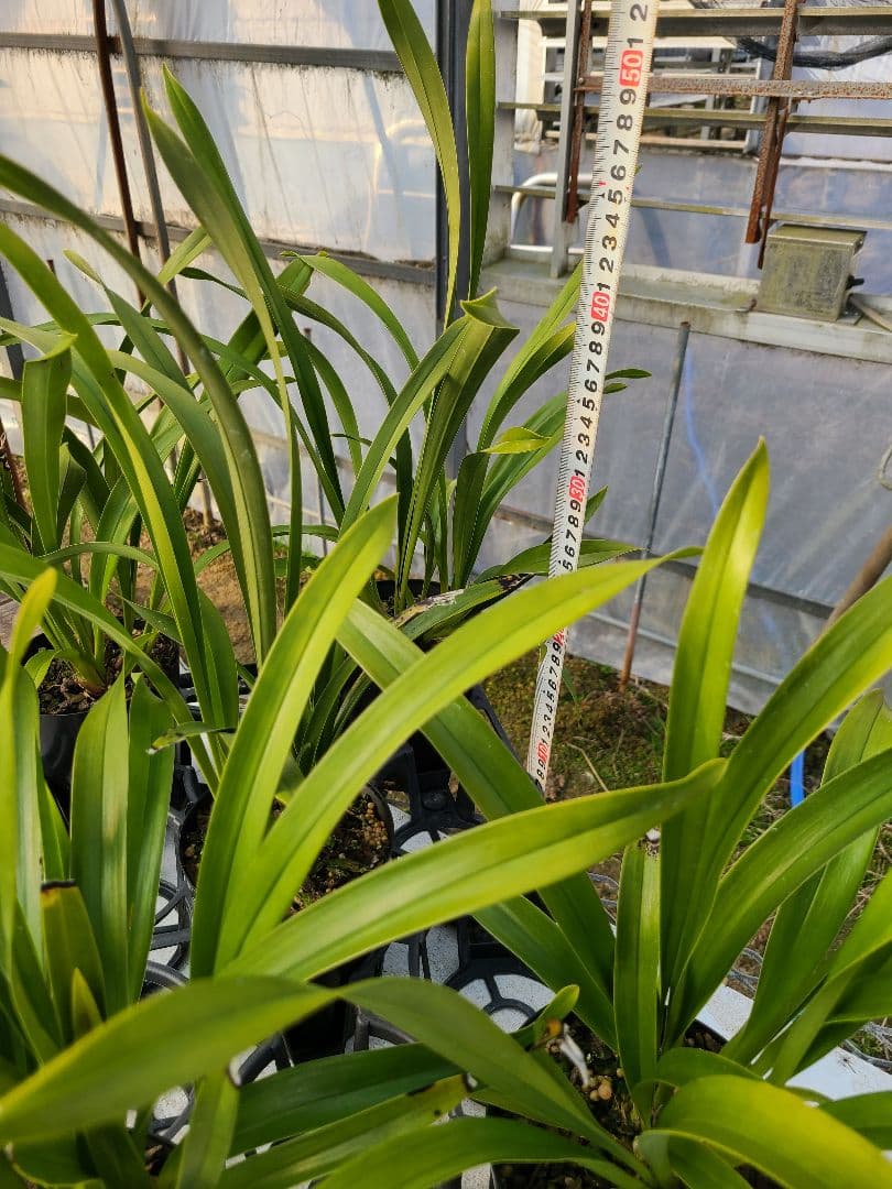 ミスマフェット。花芽合計11個。5鉢セット。蜜蜂誘引蘭。日本蜜蜂