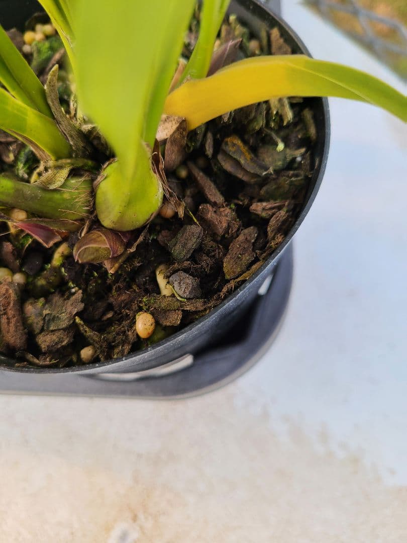 ミスマフェット。花芽合計11個。5鉢セット。蜜蜂誘引蘭。日本蜜蜂