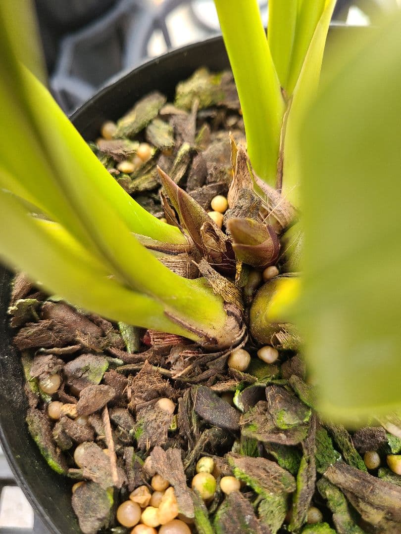 ミスマフェット。花芽合計11個。5鉢セット。蜜蜂誘引蘭。日本蜜蜂