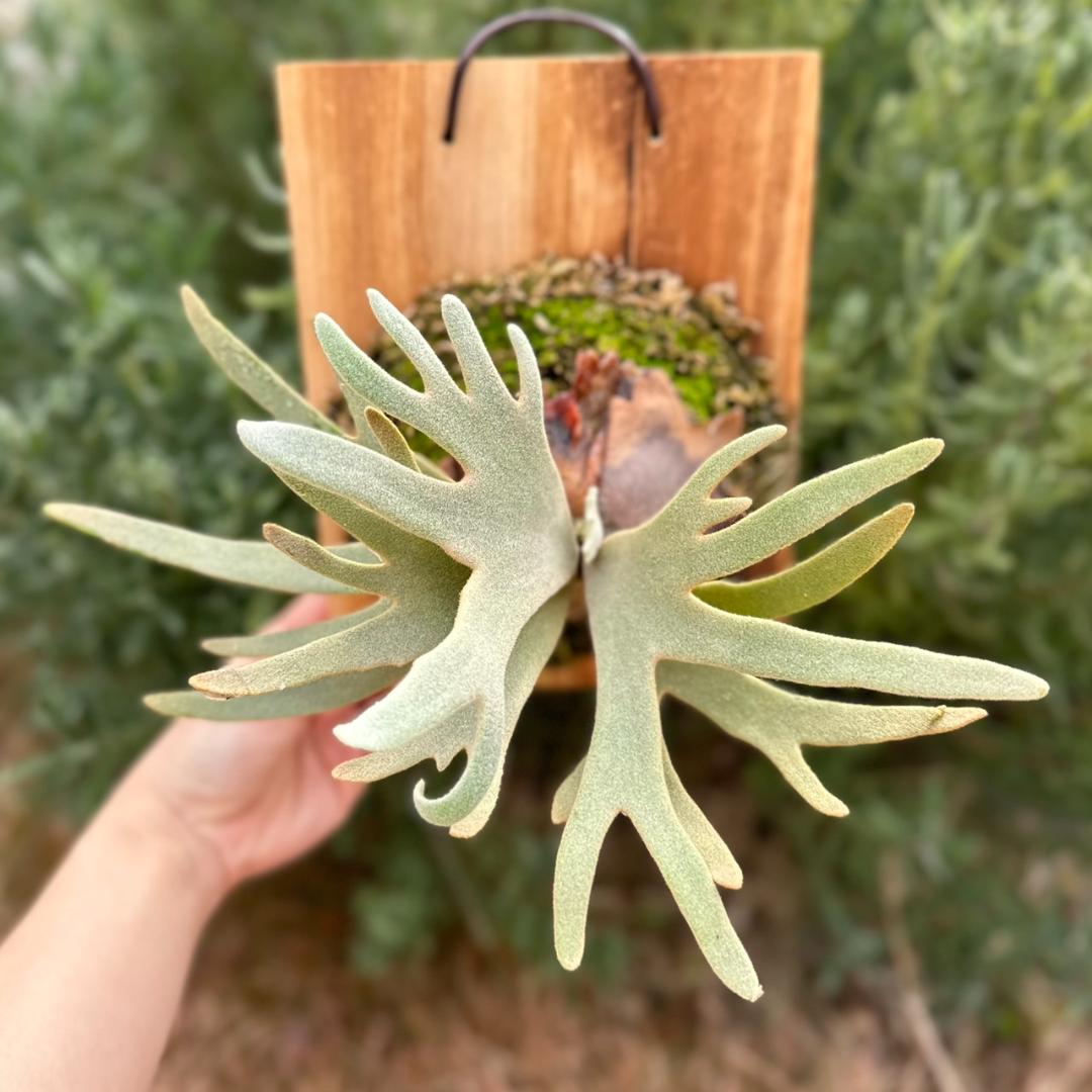 P.willinckii ’Jade Girl’ spore 003