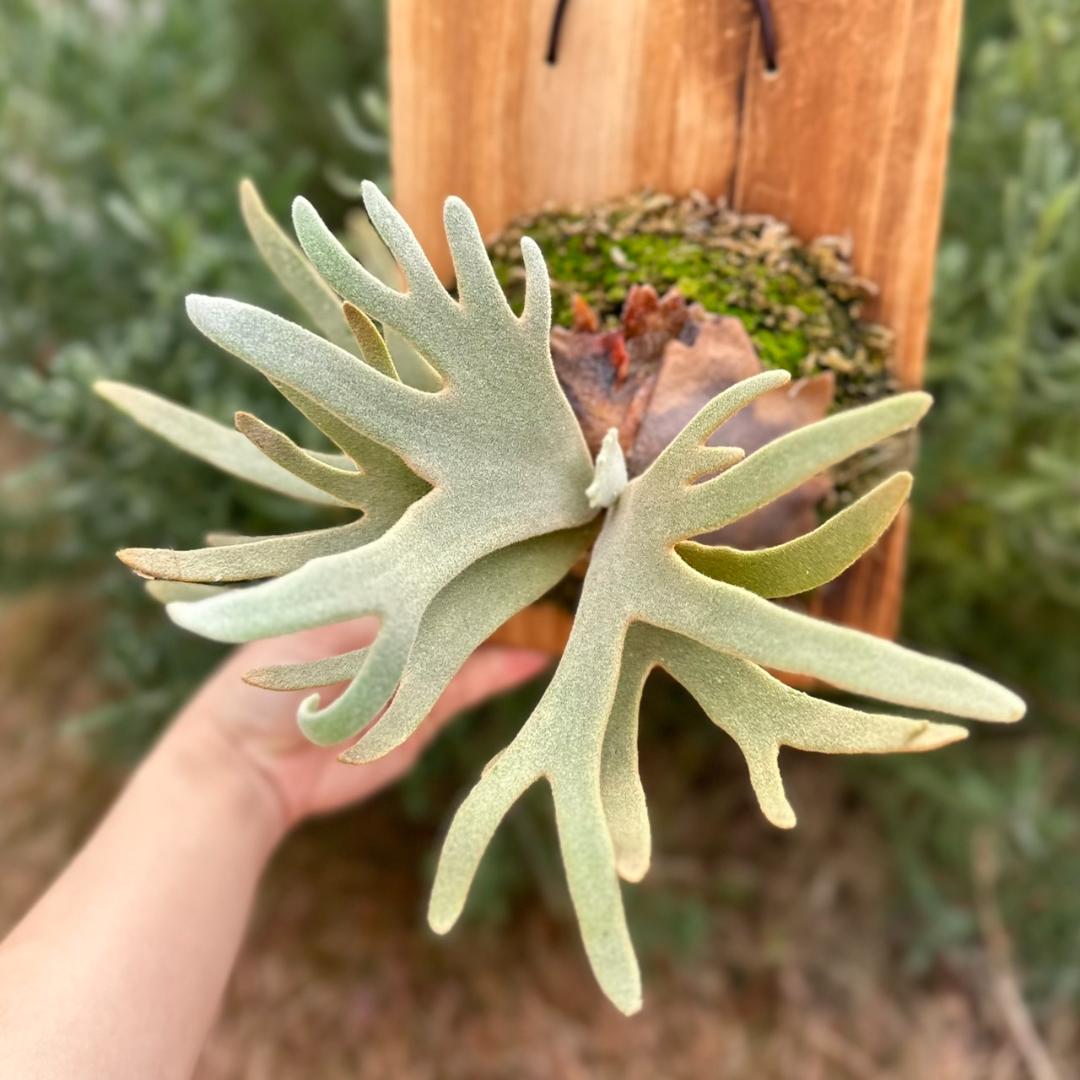 P.willinckii ’Jade Girl’ spore 003