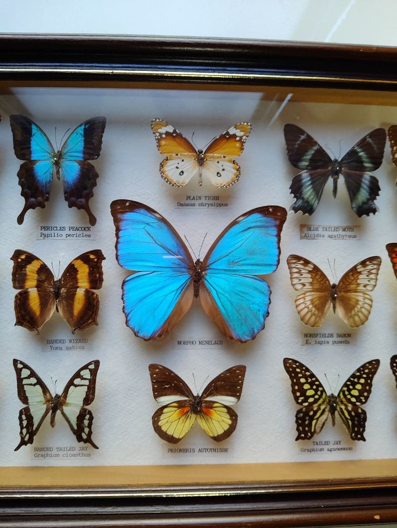 モルフォ 蝶 昆虫 標本 アート インテリア アンティーク 額装 額入り