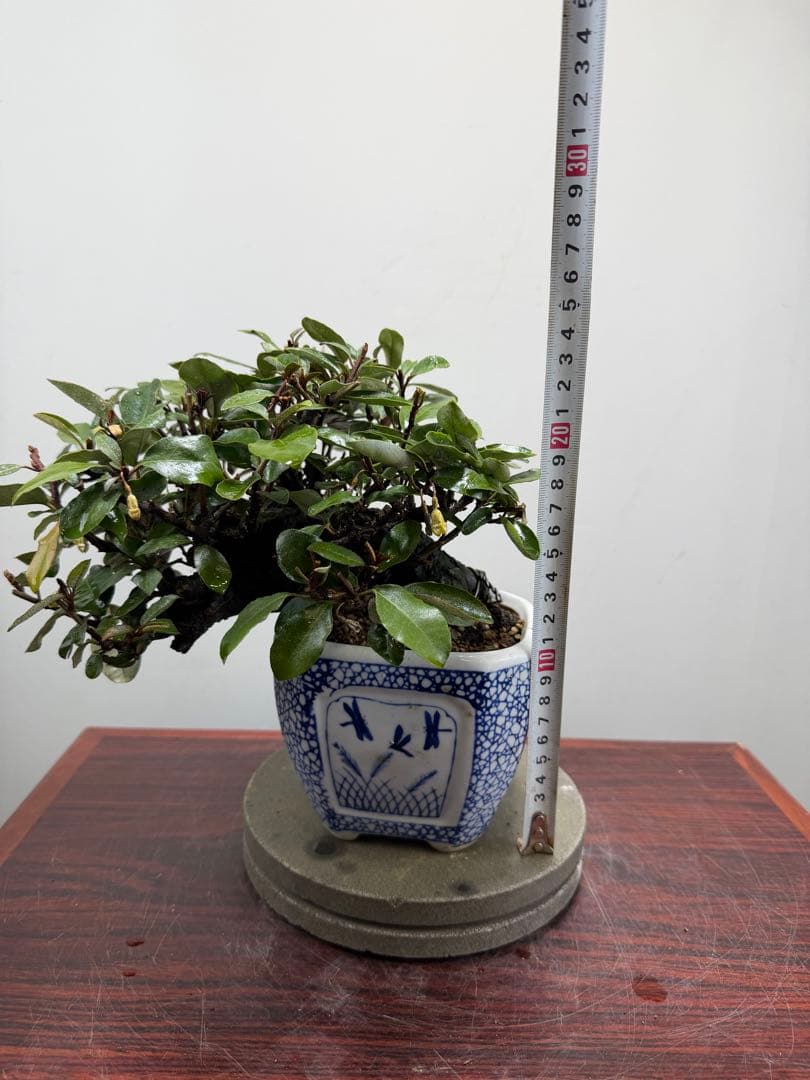 【ガチ盆栽】寒グミ　カングミ　小品盆栽　懸崖式　太幹