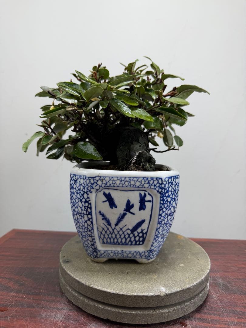 【ガチ盆栽】寒グミ　カングミ　小品盆栽　懸崖式　太幹