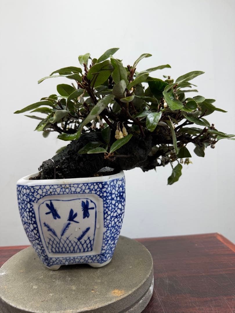 【ガチ盆栽】寒グミ　カングミ　小品盆栽　懸崖式　太幹