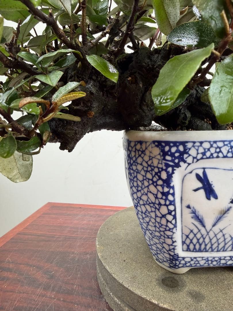 【ガチ盆栽】寒グミ　カングミ　小品盆栽　懸崖式　太幹