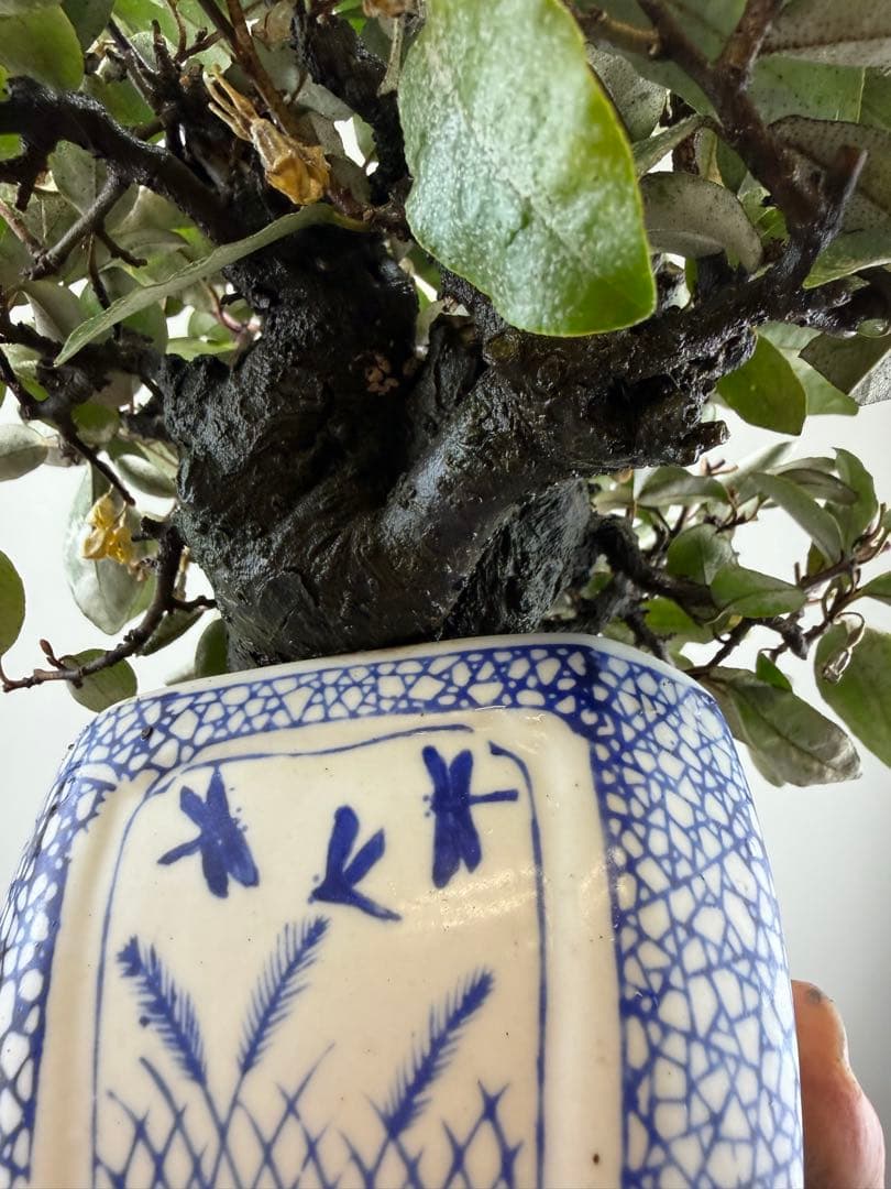 【ガチ盆栽】寒グミ　カングミ　小品盆栽　懸崖式　太幹