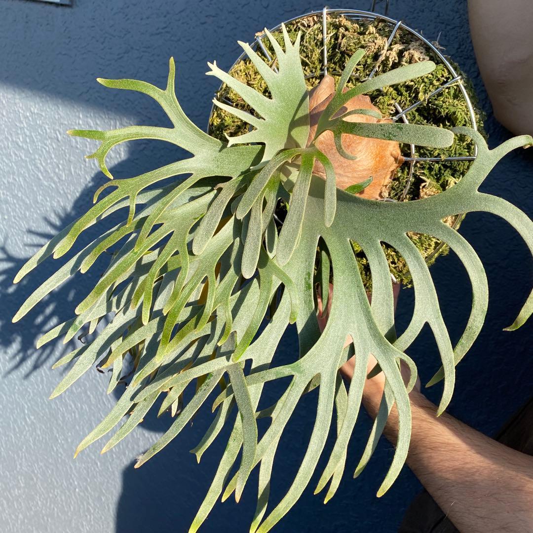 ビカクシダ・ジェイドガール　親株　【ペトペンチア】