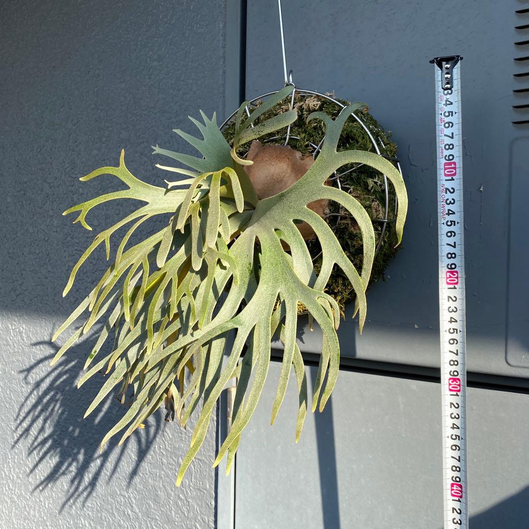 ビカクシダ・ジェイドガール　親株　【ペトペンチア】