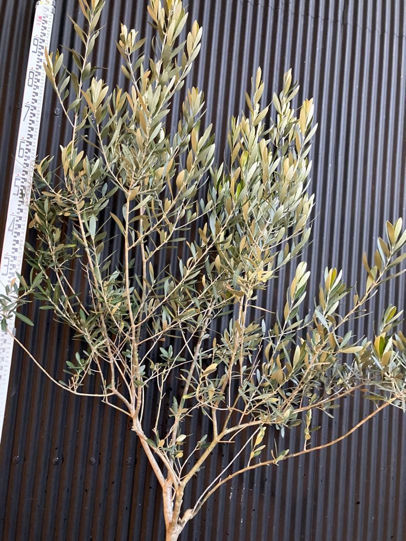 オリーブの木　シプレッシーノ　c