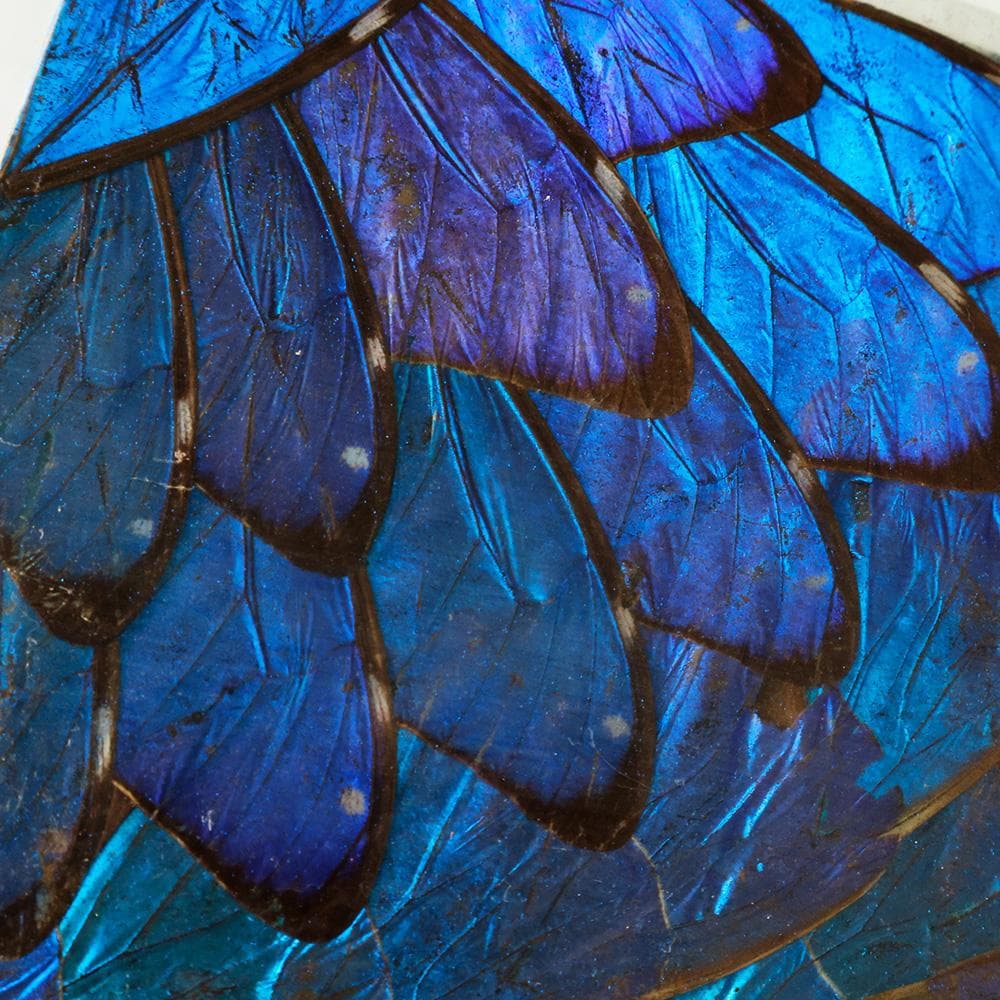 ブルーモルフォ蝶 飾り額 バタフライアート 蝶画 蝶額 標本？羽根細工