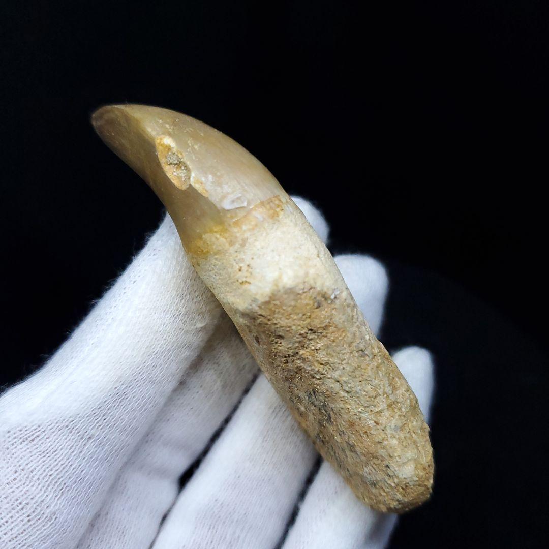 極上 歯根付き モササウルス 化石 歯 本物 70.72mm mos63