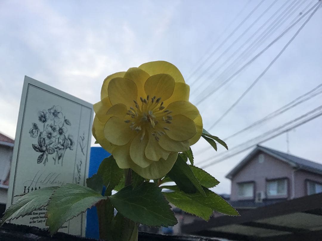 リトルビーストファンタム クリスマスローズ