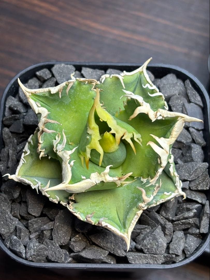 アガベ　CJ Special ホホジロタイプ　発根済⑦