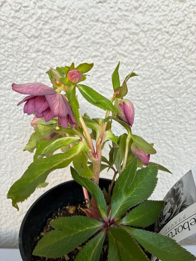 ♡広瀬園芸♡パープルオーレア　ピコティグラデーション