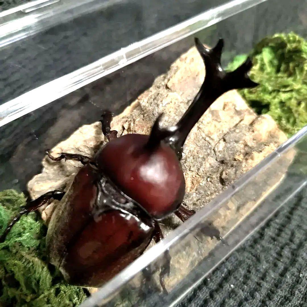 角極太野生標本超特大レッドカブトムシ82mm頭角19.3mm胸角5.7mmぐらい