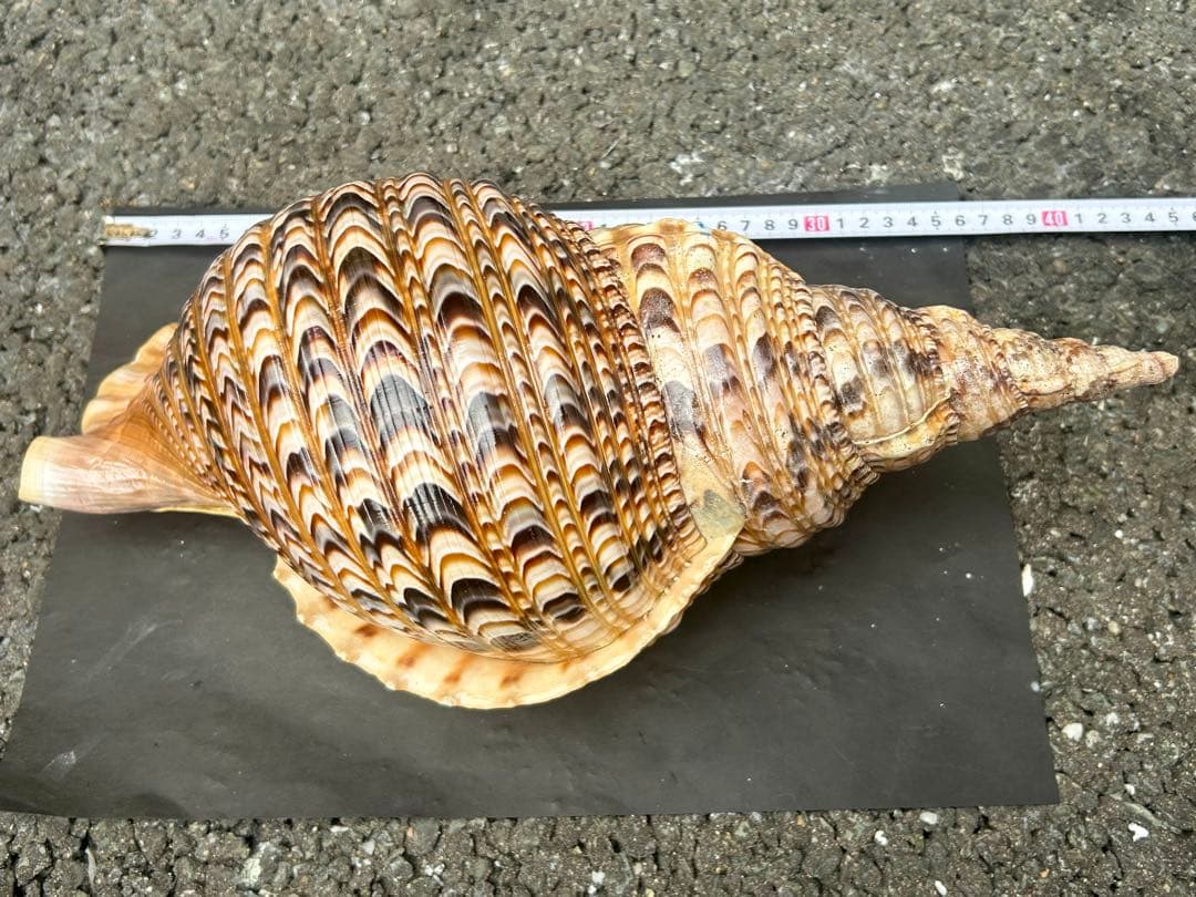 美品特大　39.8cm 法螺貝　蓋付