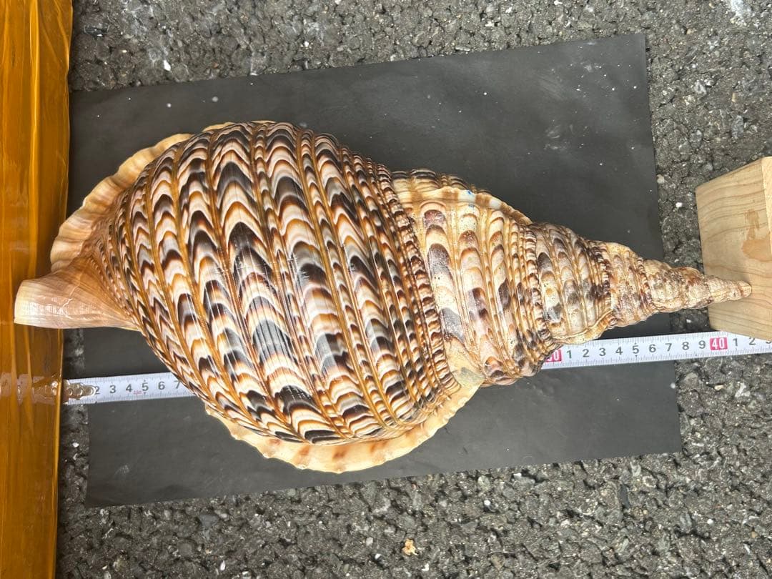 美品特大　39.8cm 法螺貝　蓋付
