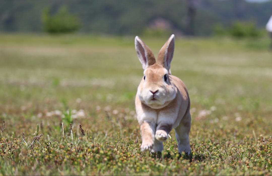 Canon EOS kissm2 ミラーレス一眼 本体と付属品