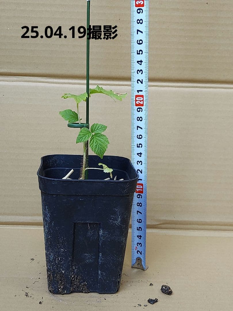 トゥラミーン　ラズベリー苗（26.01.25撮影）