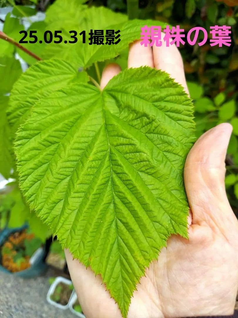 トゥラミーン　ラズベリー苗（26.01.25撮影）