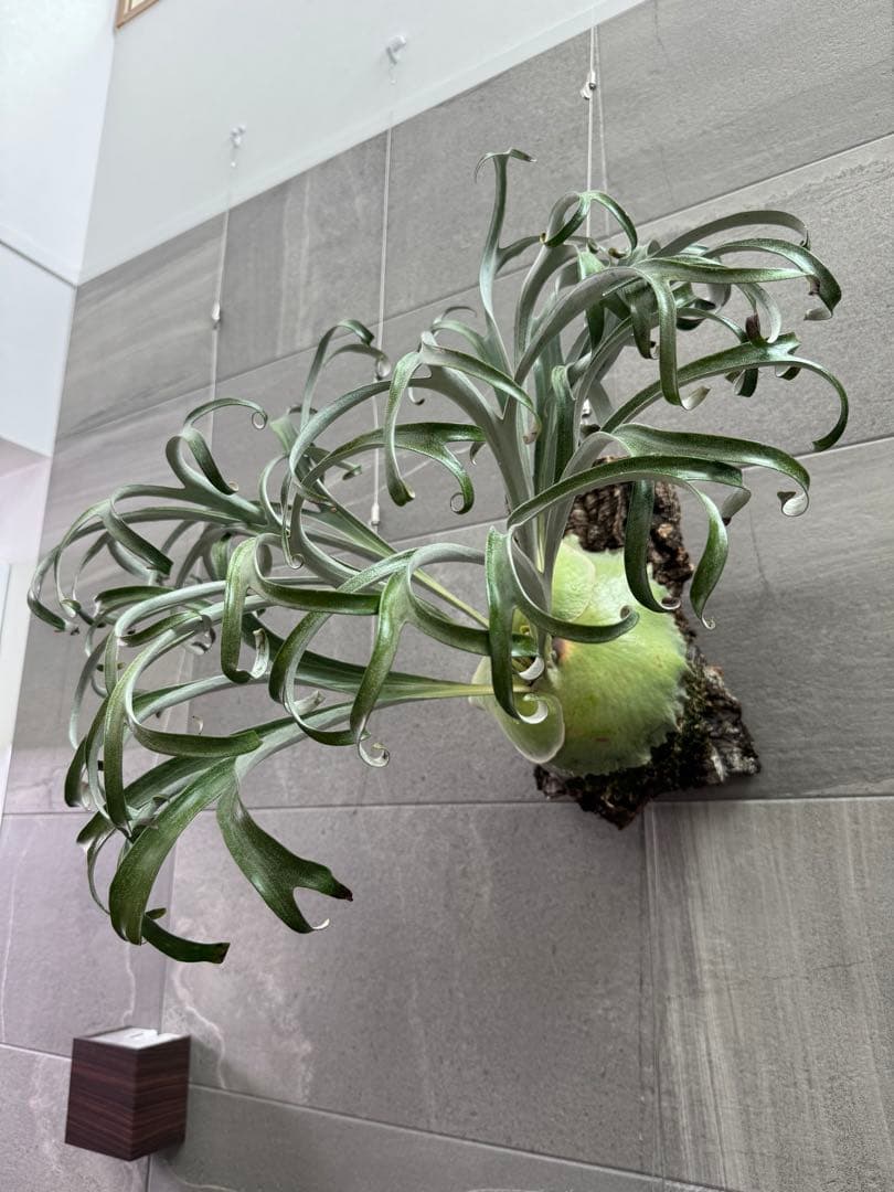 ビカクシダ　アルマダドワーフ　オリジナル　子株⑦