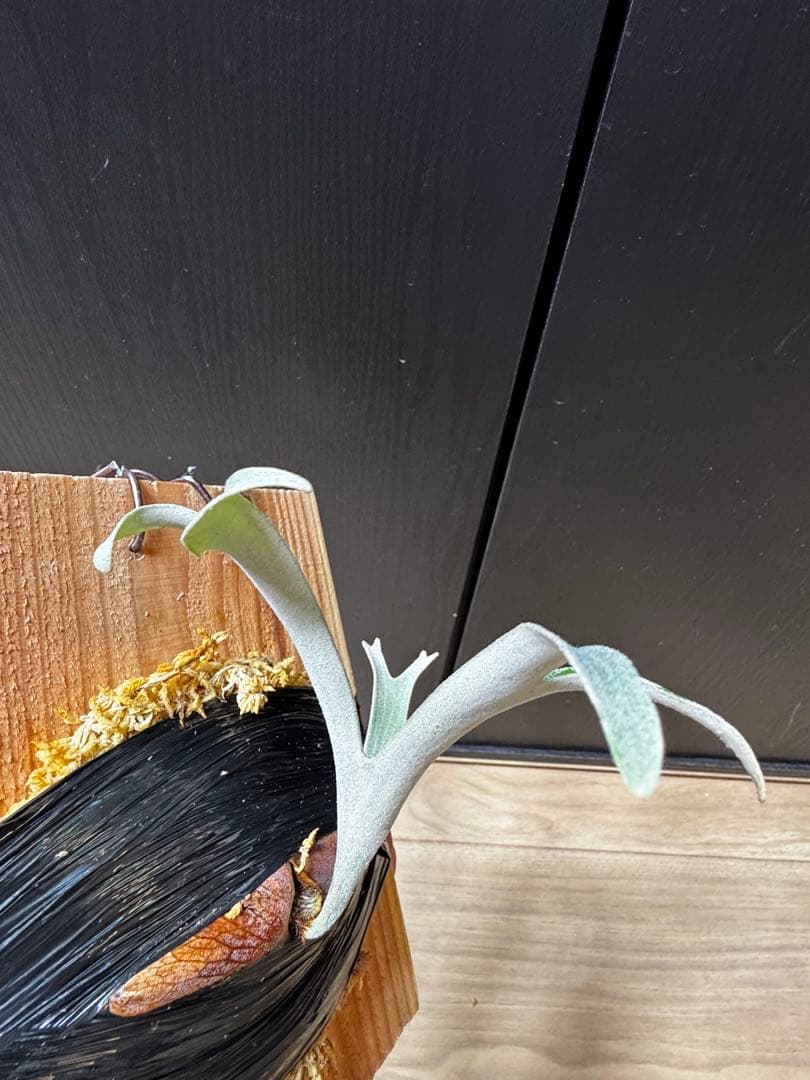 ビカクシダ　アルマダドワーフ　オリジナル　子株⑦