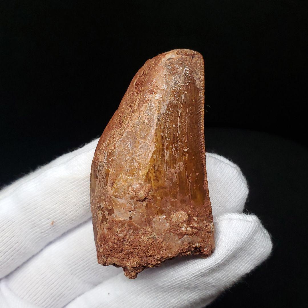 カルカロドントサウルス 歯 化石 本物 モロッコ産 50.07mm fca14