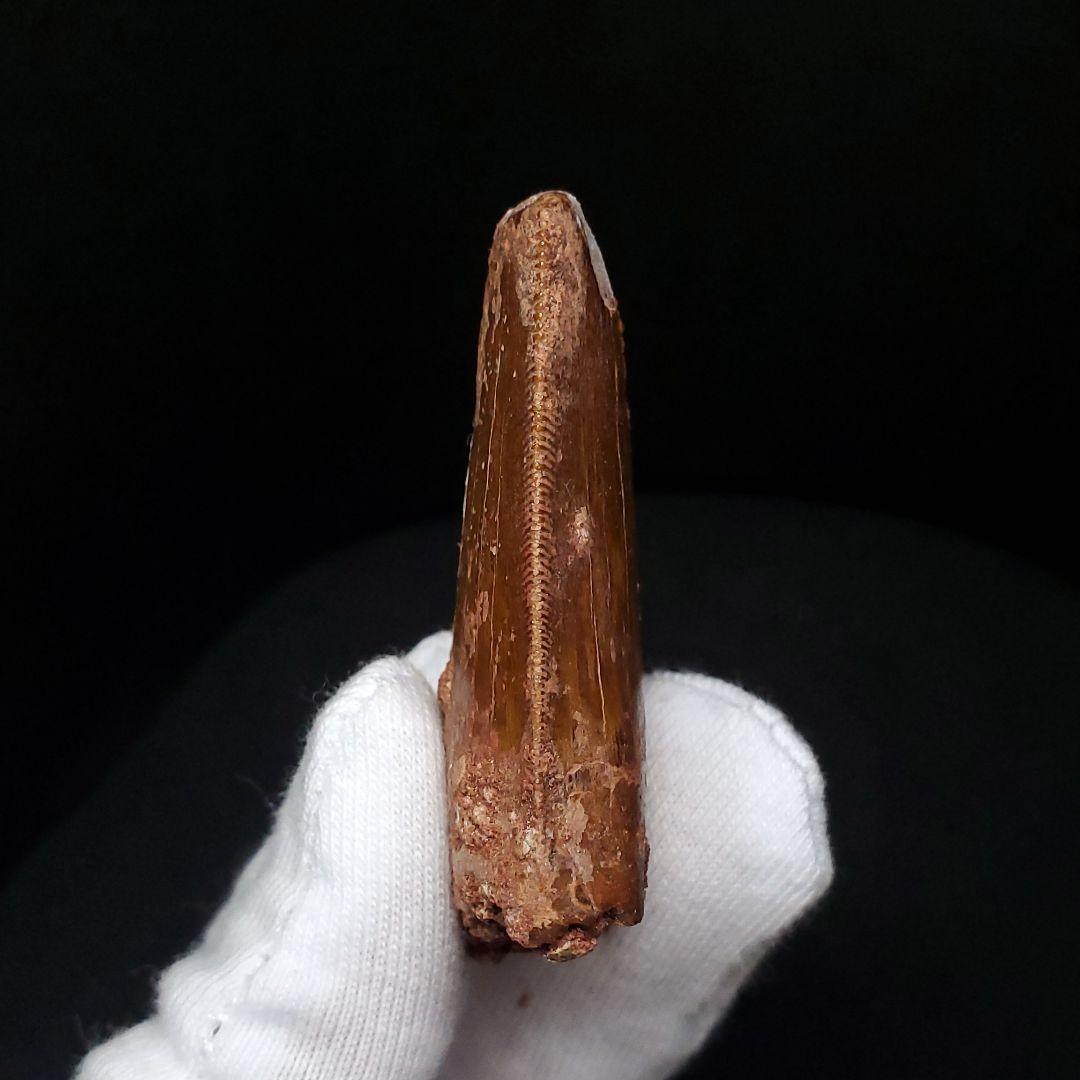 カルカロドントサウルス 歯 化石 本物 モロッコ産 50.07mm fca14