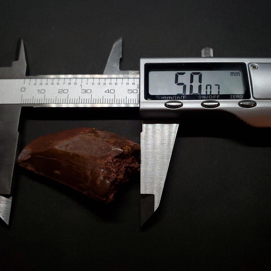 カルカロドントサウルス 歯 化石 本物 モロッコ産 50.07mm fca14