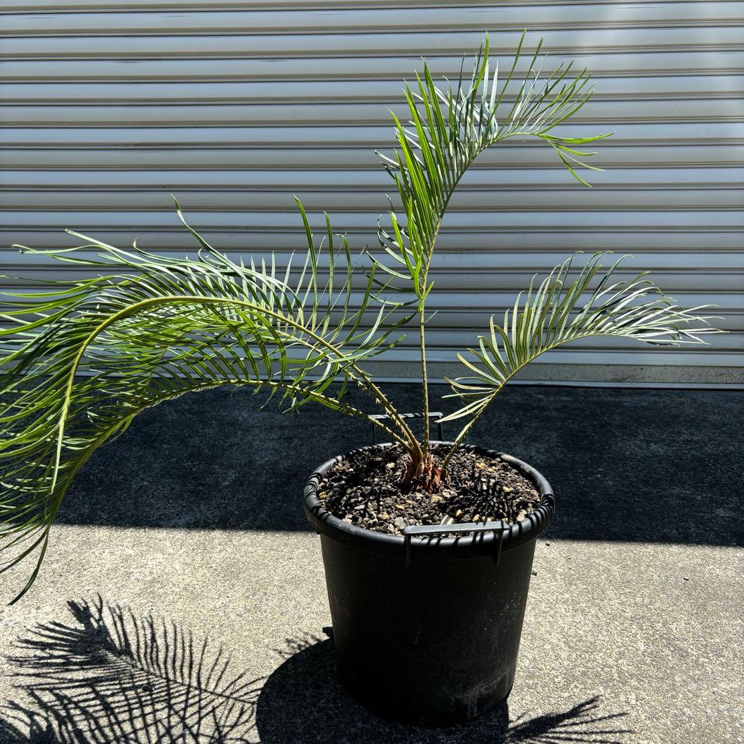 サイカス カイルンシアナ cycas cairnsiana