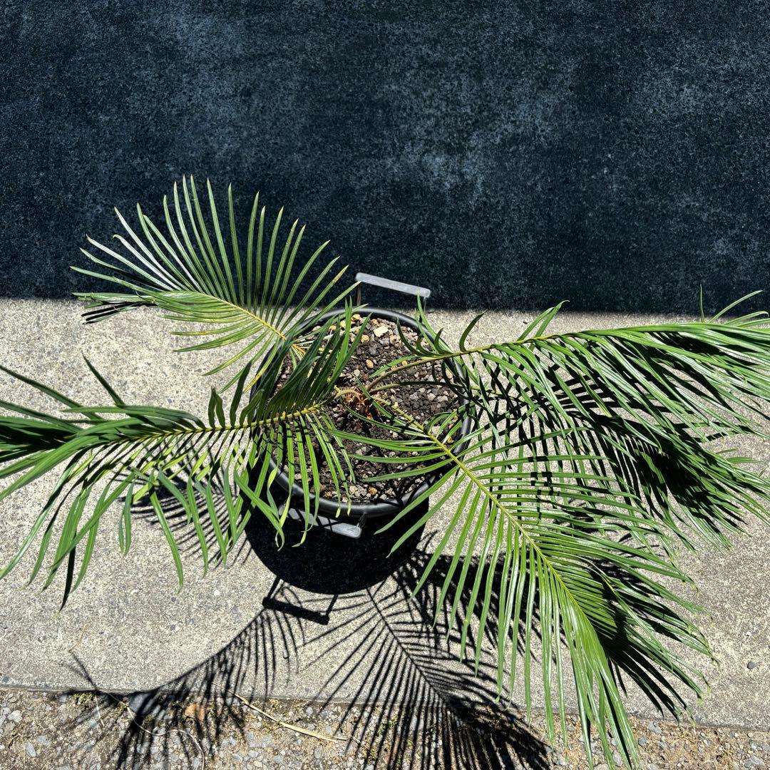 サイカス カイルンシアナ cycas cairnsiana