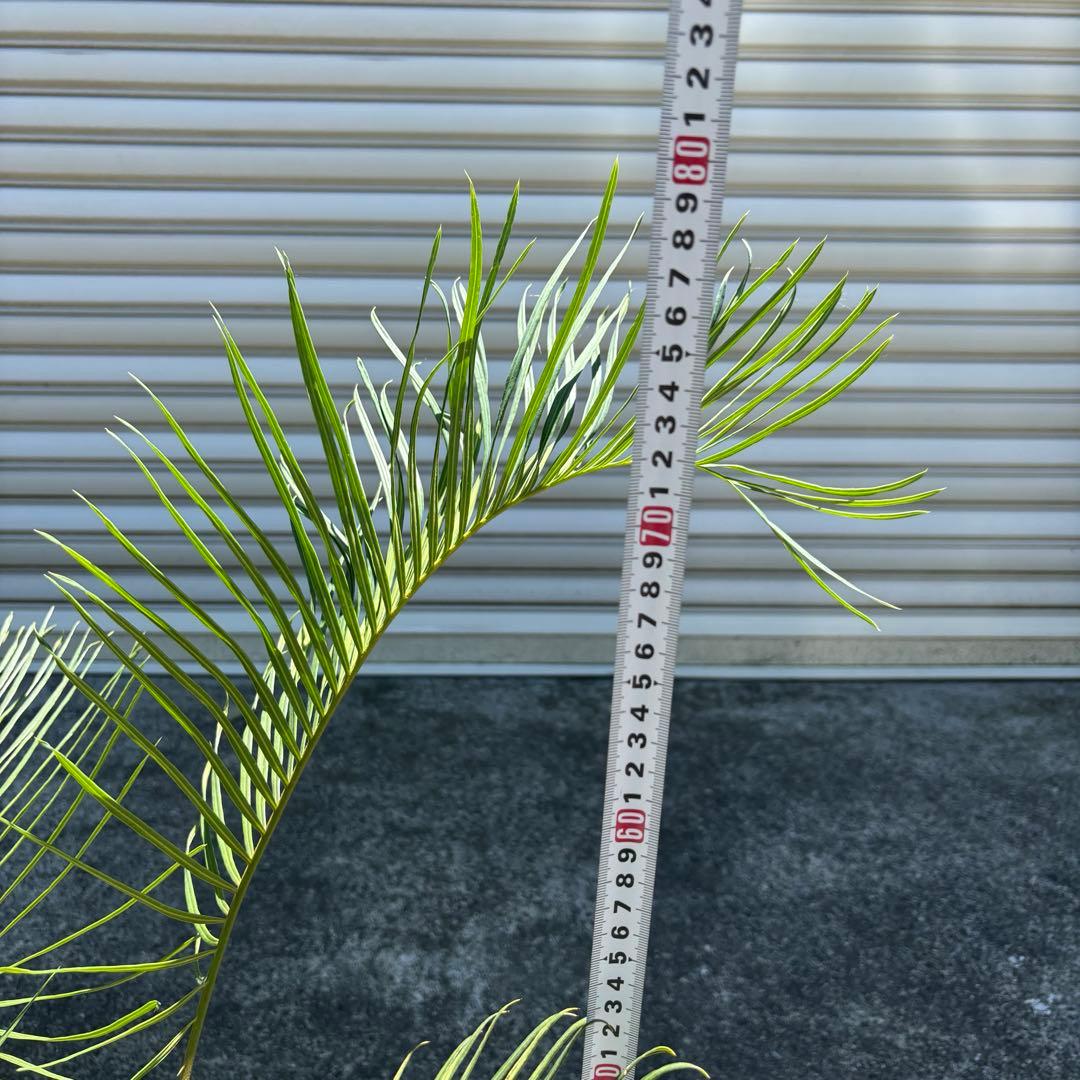 サイカス カイルンシアナ cycas cairnsiana