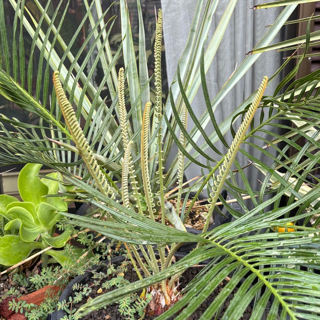 サイカス カイルンシアナ cycas cairnsiana